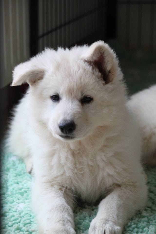 Nymeria de la Plaine des Trois Lutins