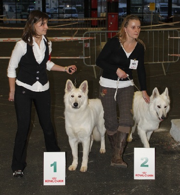 de la Plaine des Trois Lutins - CACIB Bordeaux (33)