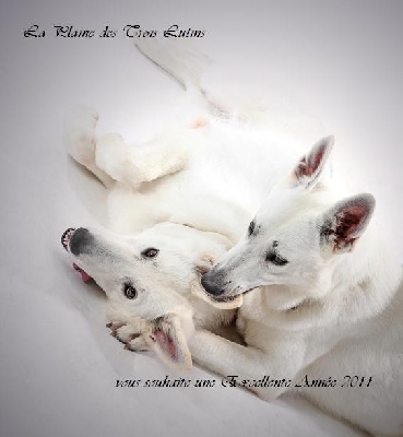 de la Plaine des Trois Lutins - Une nouvelle année . . .