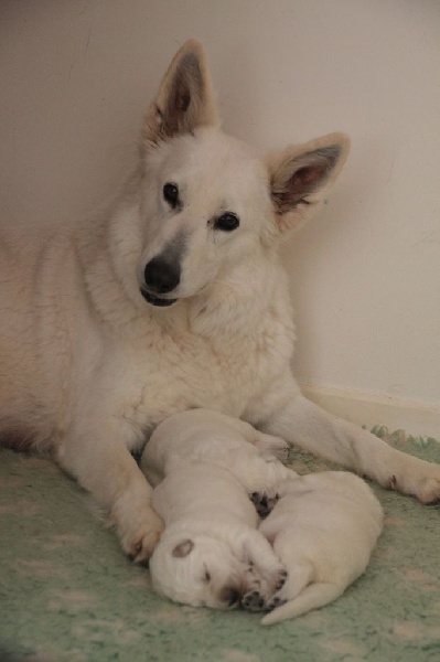 de la Plaine des Trois Lutins - Berger Blanc Suisse - Portée née le 22/03/2016