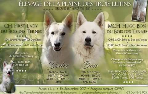 de la Plaine des Trois Lutins - Berger Blanc Suisse - Portée née le 17/09/2017
